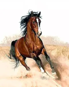 Gaira Painting by Numbers Galloping Horse